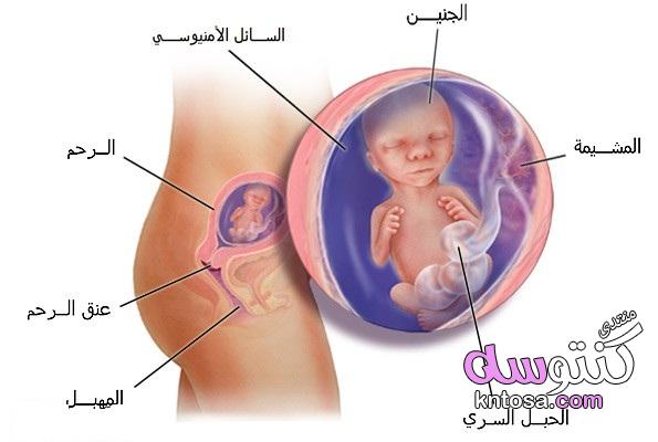 مراحل تكوين الجنين بالصور والشرح,نمو الجنين بالاشهر,الجنين بالصور من اول يوم,نمو الجنين داخل الرحم kntosa.com_01_18_154