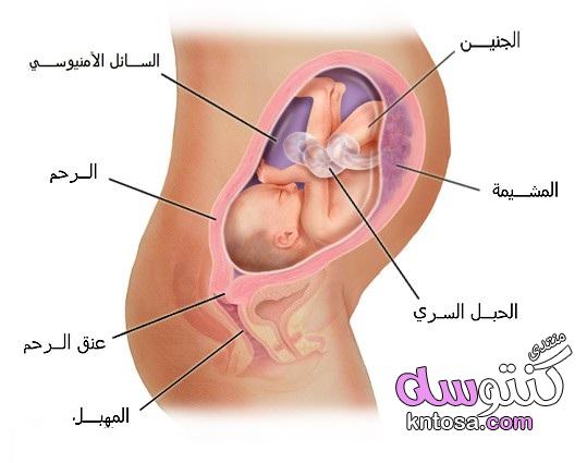 مراحل تكوين الجنين بالصور والشرح,نمو الجنين بالاشهر,الجنين بالصور من اول يوم,نمو الجنين داخل الرحم kntosa.com_01_18_154