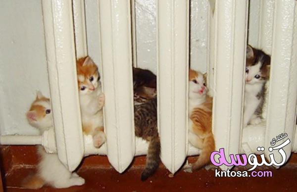 معلومات عامه عن القطط,لماذا تبحث القطط عن الدفء ؟ kntosa.com_01_18_154