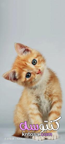 بالصور أجمل قطط في العالم 2022 kntosa.com_01_21_161