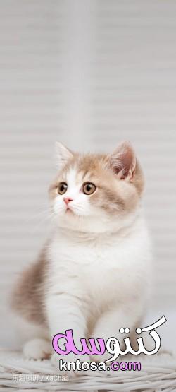 بالصور أجمل قطط في العالم 2022 kntosa.com_01_21_161