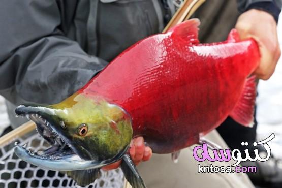 أنواع سمك السلمون بالصور kntosa.com_01_21_161