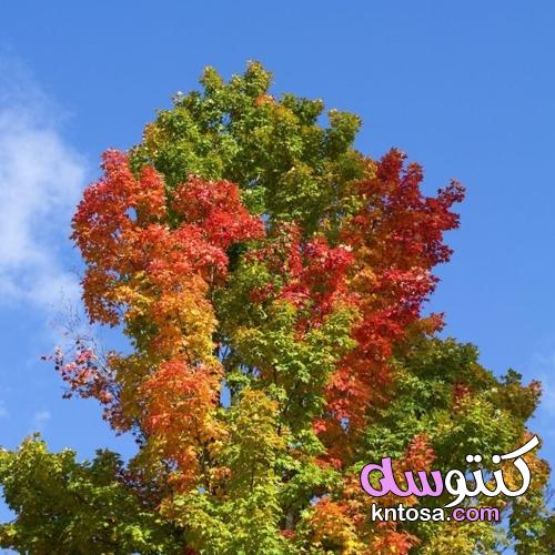 إذا لم تتغير ألوان أوراقك هذا الخريف ، فهذا ما يعنيه ذلك kntosa.com_01_21_163