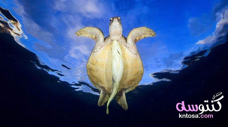 أروع الصور تحت الماء فازت بمسابقة مصور العام ببريطانيا,التصوير تحت الماء لعام 2019,صور اسماك 2019 kntosa.com_02_18_154