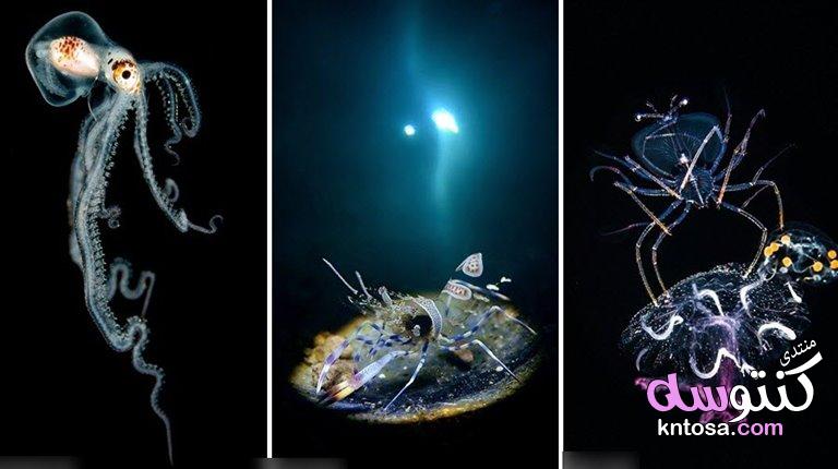 أروع الصور تحت الماء فازت بمسابقة مصور العام ببريطانيا,التصوير تحت الماء لعام 2019,صور اسماك 2019 kntosa.com_02_18_154