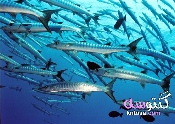سمك البراكودا,معلومات مثيرة عن سمك البراكودا بالصور kntosa.com_02_19_154