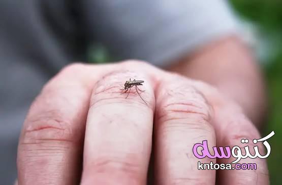 لماذا يهاجم البعوض بعض الأشخاص دون غيرهم؟ اختيار البعوض الأشخاص 2020 kntosa.com_02_19_157