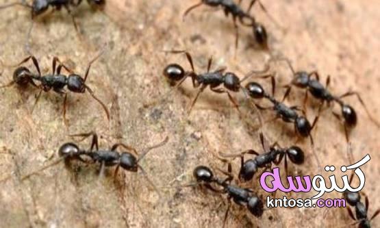 طرق منزلية تساعد على التخلص من النمل التخلص من النمل بالخل التخلص من النمل بالقرفة 2020 kntosa.com_02_19_157