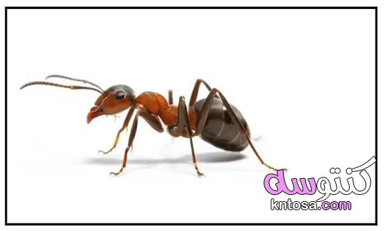 طرق منزلية تساعد على التخلص من النمل التخلص من النمل بالخل التخلص من النمل بالقرفة 2020 kntosa.com_02_19_157