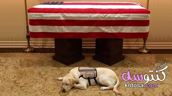 صورة تجسد الوفاء..كلب بوش لا يتخلى عنه حتى بعد موته kntosa.com_03_18_154