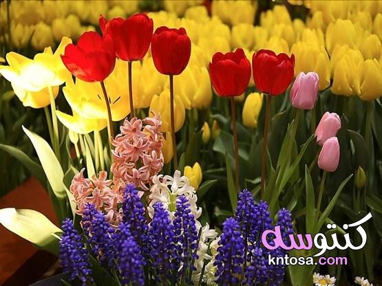 صور ورد رائع ،احلى باقات زهور ، خلفيات ورود تجنن 2020 kntosa.com_03_19_156