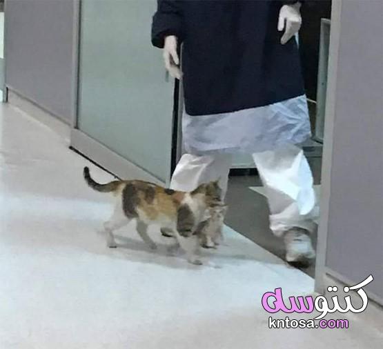 بالصور قطة تطلب المساعده فى المستشفى kntosa.com_03_20_158
