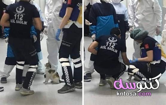 بالصور قطة تطلب المساعده فى المستشفى kntosa.com_03_20_158