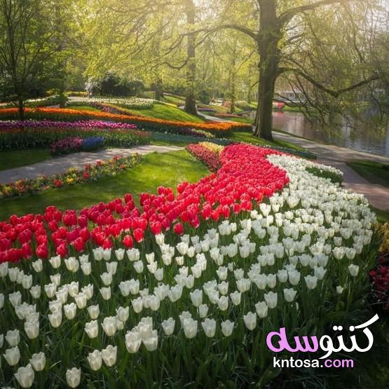 أجمل حديقة للزهور في العالم kntosa.com_03_20_158