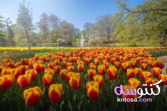أجمل حديقة للزهور في العالم kntosa.com_03_20_158