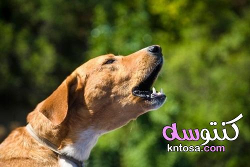 كيفية إسكات الكلب الذي ينبح باستمرار kntosa.com_03_21_163