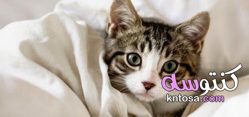 فوائد تربية القطط على الصحة النفسية kntosa.com_03_21_163