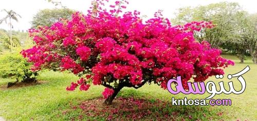 انواع شجرة الجهنمية وألوانها بالصور .. ومواعيد زراعتها kntosa.com_03_22_164