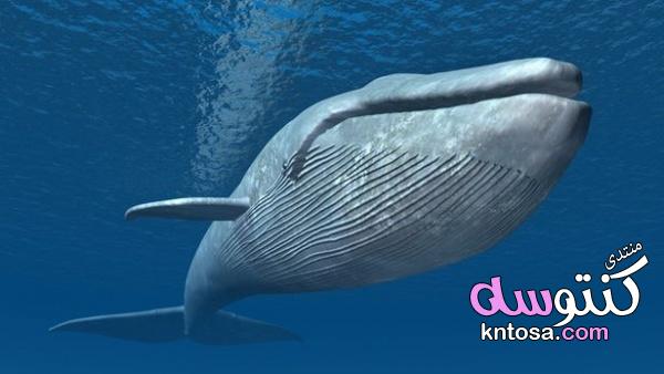 لماذا الحيتان ضخمة جدا,أضخم حوت في العالم,ما هي أنواع الحيتان,حوت أزرق,كيف أصبح الحوت الأزرق أضخم حي kntosa.com_04_19_154