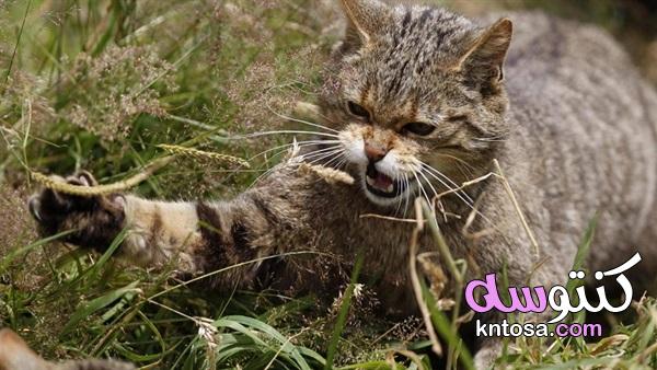 عدوانية القطط المفاجئة , كيفية التعامل مع القطط الشرسة kntosa.com_04_19_156
