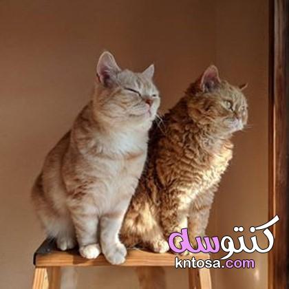 لعشاق القطط وشقوتهم,حركات تحبها القطط,عشاق القطط حول العالم,ماذا تحب القطط ان تلعب kntosa.com_04_19_157