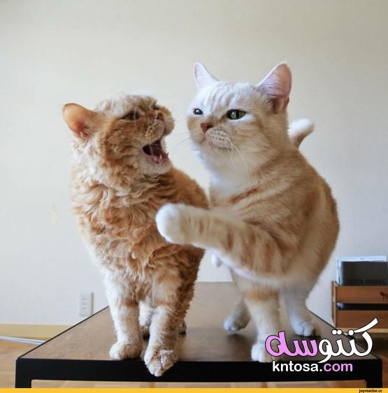 لعشاق القطط وشقوتهم,حركات تحبها القطط,عشاق القطط حول العالم,ماذا تحب القطط ان تلعب kntosa.com_04_19_157