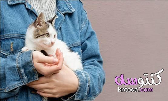علاج داء القطط بالأعشاب الطبيعية والثوم kntosa.com_04_21_161