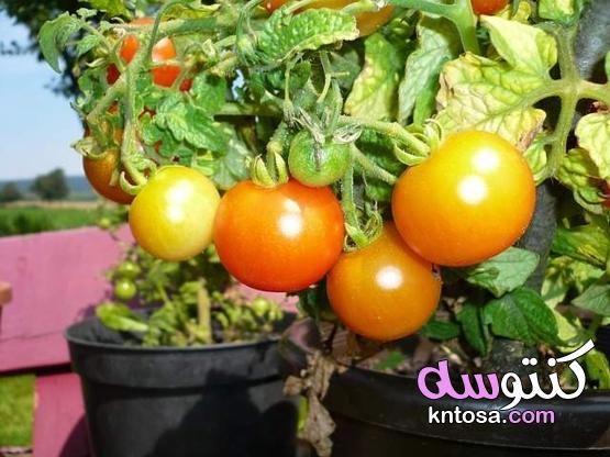15 فاكهة وخضروات يسهل زراعتها في حاويات على شرفتك kntosa.com_04_21_162
