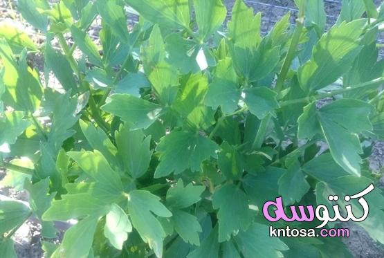 18 نباتات برية صالحة للأكل ومفيدة kntosa.com_05_20_160