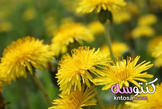 18 نباتات برية صالحة للأكل ومفيدة kntosa.com_05_20_160