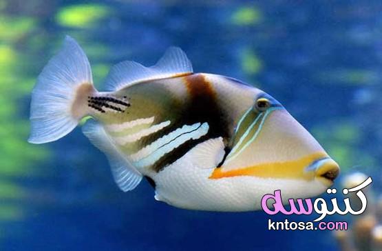 ماهي اجمل سمكة في العالم ؟ “ kntosa.com_05_21_161