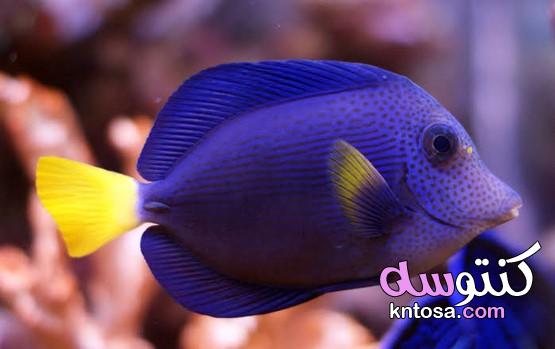 ماهي اجمل سمكة في العالم ؟ “ kntosa.com_05_21_161