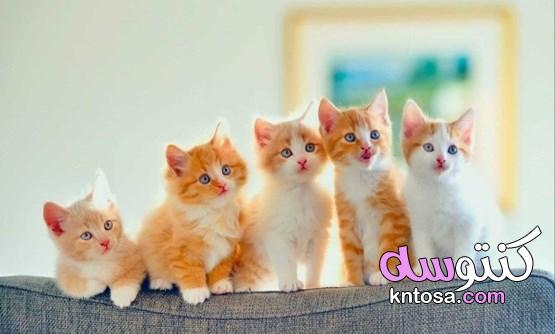 اسماء قطط اناث احلى اسماء قطط اناث 2022 kntosa.com_05_22_164