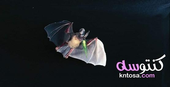 ليست عمياء ويصنع منها البارود 4 معلومات مذهلة عن الخفافيش kntosa.com_06_19_157