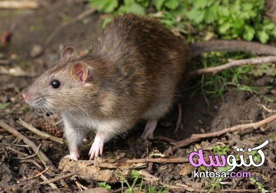 حقائق مذهلة عن الفئران لا يعرفها الكثيرون 2020 kntosa.com_06_19_157