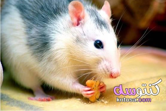 حقائق مذهلة عن الفئران لا يعرفها الكثيرون 2020 kntosa.com_06_19_157