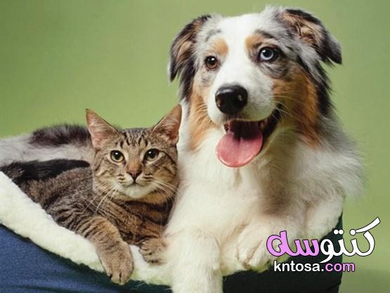 كلب أم قطة.. تربية الحيوانات تكشف طبيعة الشخصية تريية القطط 2020 kntosa.com_06_19_157