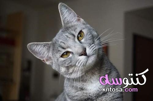 نصائح من شأنها أن تجعل حياتك أسهل إذا كان لديك قطط kntosa.com_06_21_163