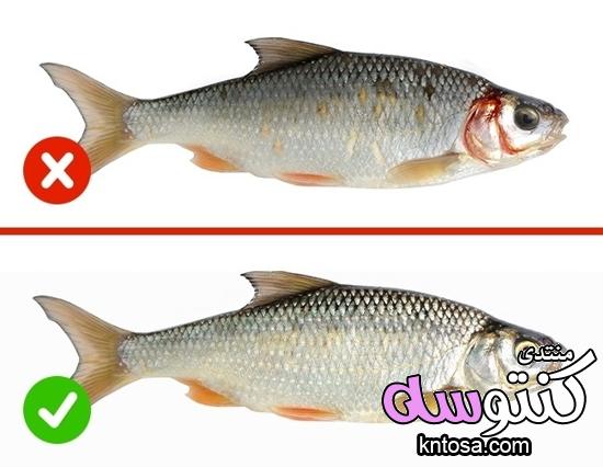 كيفية معرفة السمك الطازج بالصور,علامات السمك الفاسد2019,علامات فساد السمك المجمد,مدة صلاحية السمك kntosa.com_07_18_154