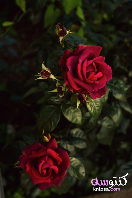 صور ورود , تحميل احلي صور الورود لهاتفك المحمول.صور حلوه ورد طبيعي عالية الجودة kntosa.com_07_19_157