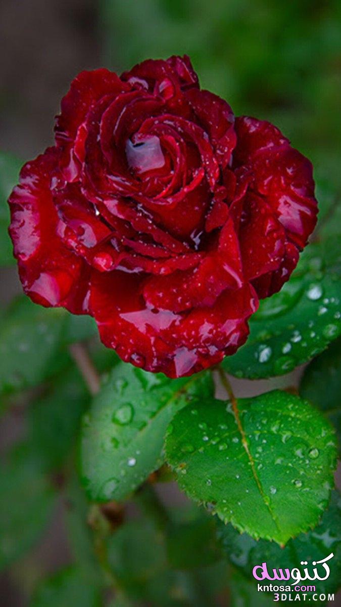صور ورود , تحميل احلي صور الورود لهاتفك المحمول.صور حلوه ورد طبيعي عالية الجودة kntosa.com_07_19_157