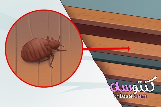 علامات تكشف عن وجود بق الفراش في المنزل 2020 kntosa.com_07_19_157