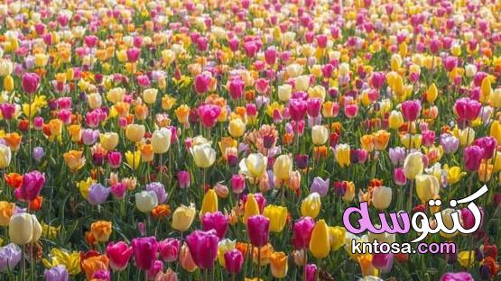اجمل حدائق الورد الجوري، اجمل حدائق العالم بالصور، أكبر حديقة في العالم ويكيبيديا kntosa.com_07_20_158