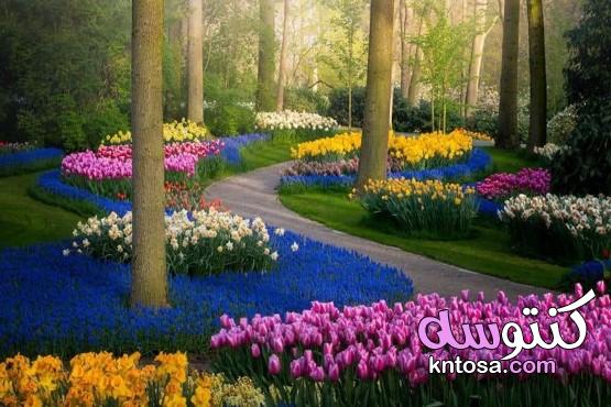 اجمل حدائق الورد الجوري، اجمل حدائق العالم بالصور، أكبر حديقة في العالم ويكيبيديا kntosa.com_07_20_158