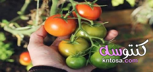 كيف اجعل الطماطم حمراء kntosa.com_07_21_162