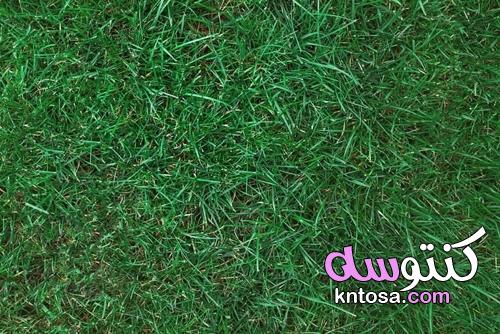 4 أنواع من العشب يمكن زراعته في فصلي الخريف والشتاء kntosa.com_07_21_163