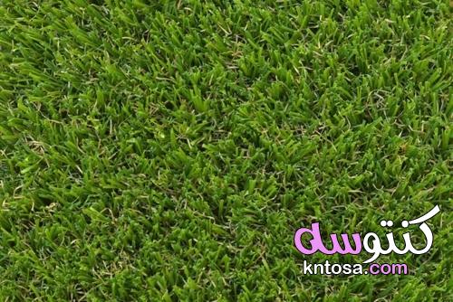 4 أنواع من العشب يمكن زراعته في فصلي الخريف والشتاء kntosa.com_07_21_163