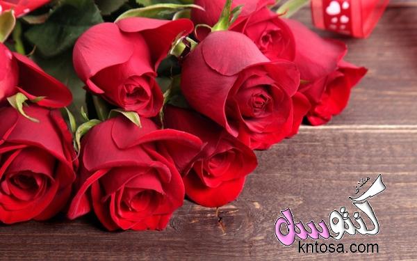 صور ورد جوري جديدة 2018,اجمل الورود الحمرا,ورد جميل,ورد جورى روعه,ورد احمر kntosa.com_08_18_153