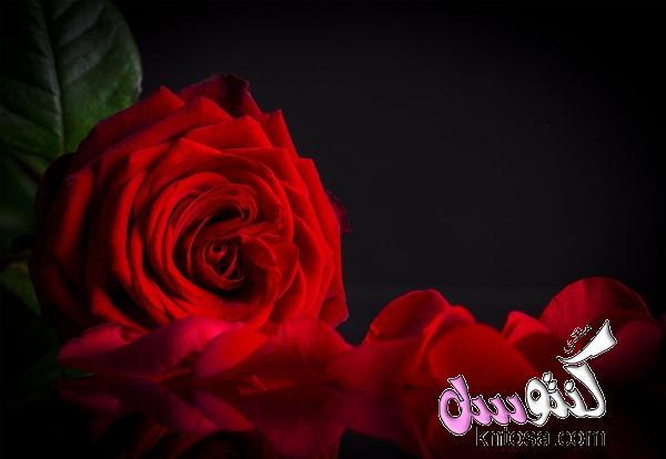 صور ورد جوري جديدة 2018,اجمل الورود الحمرا,ورد جميل,ورد جورى روعه,ورد احمر kntosa.com_08_18_153