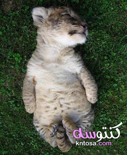 بالصور عجائب طرق النوم لدى الحيوانات kntosa.com_08_19_156